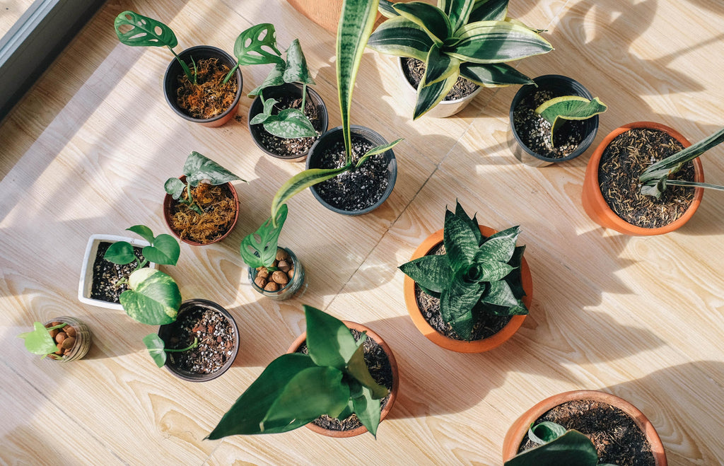 Taking Care of Indoor Plants in Winter