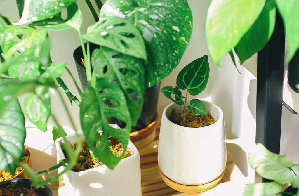 Tips in Taking Care of Indoor Plants