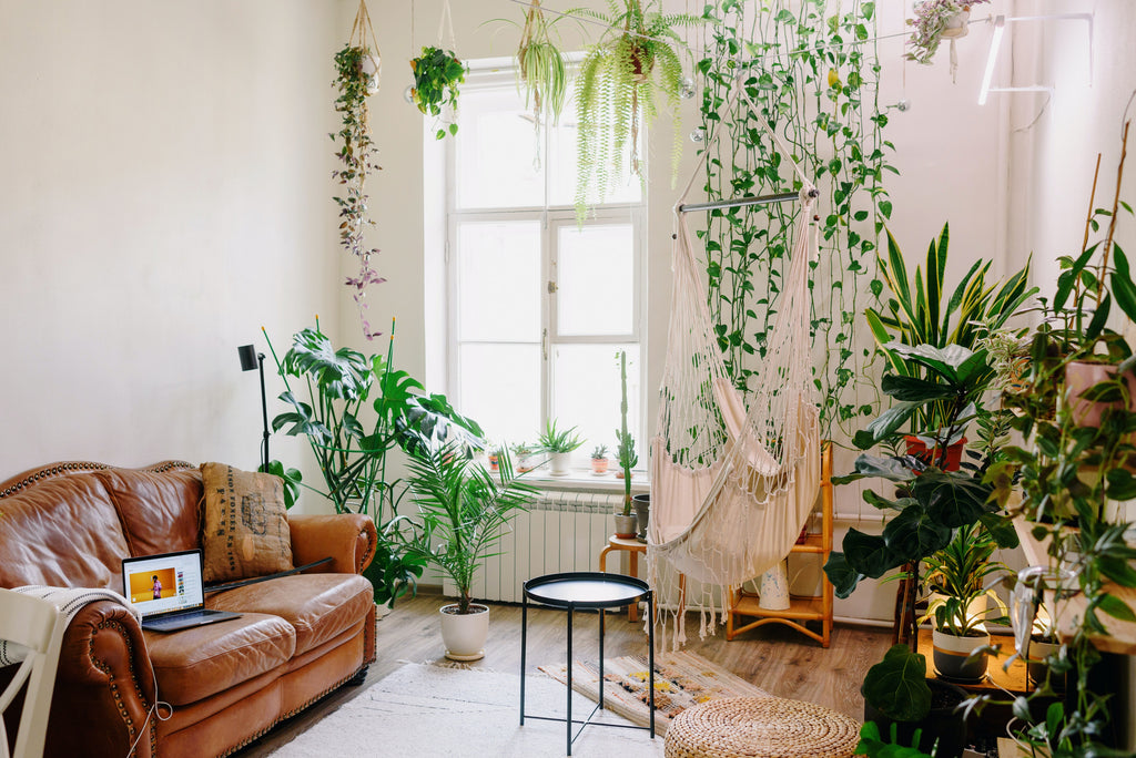 Unleash Your Green Thumb with these Top 5 easy-to-look-after Indoor Plants