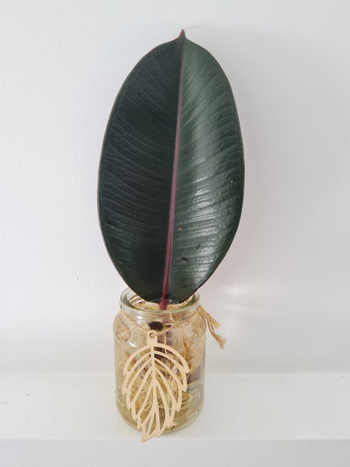 rubber tree black knight Black Knight Rubber plant cutting – Plants n' Crafts