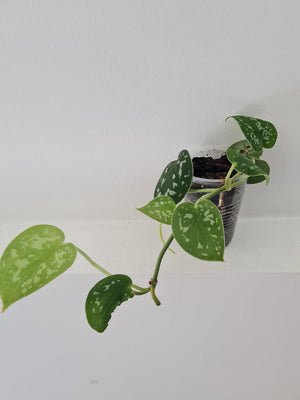 Open image in slideshow, Satin Pothos
