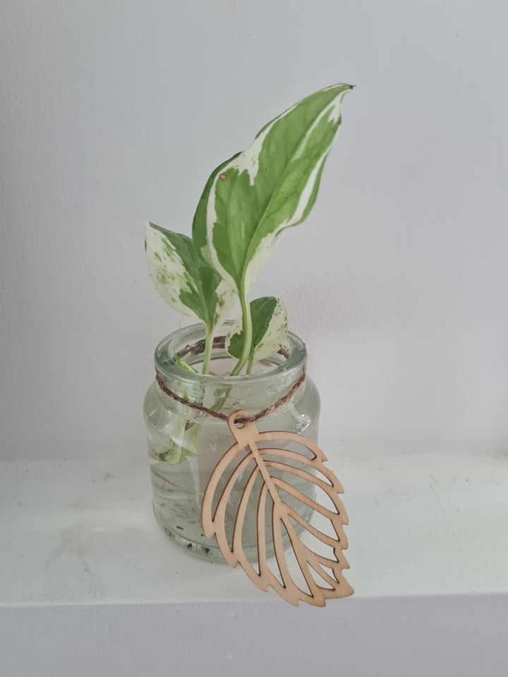 pothos glacier Glacier Pothos – Plants n' Crafts