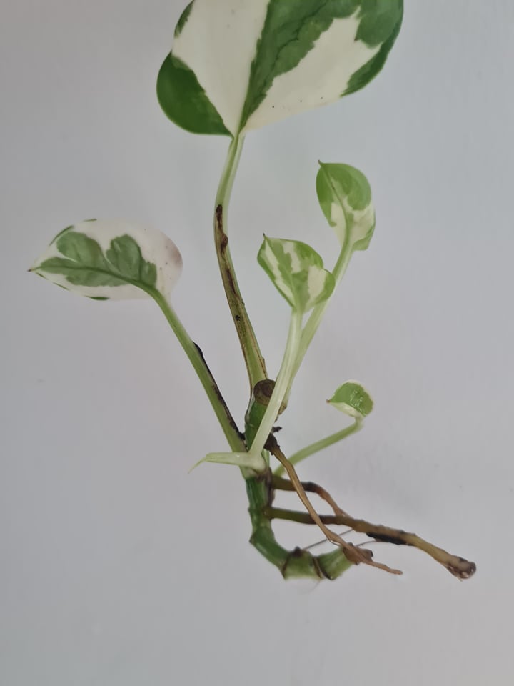 propagating njoy pothos Njoy Pothos cuttings – Plants n' Crafts