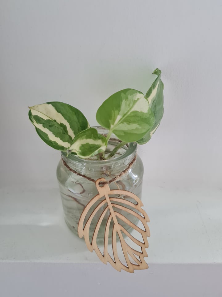 propagating njoy pothos Njoy Pothos cuttings – Plants n' Crafts