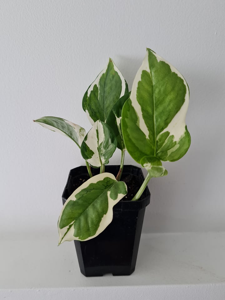 pothos ebay Njoy Pothos – Plants n' Crafts